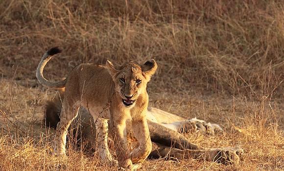 Selous