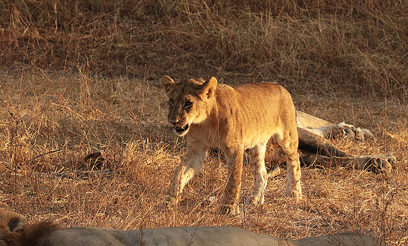 Selous