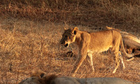 Selous
