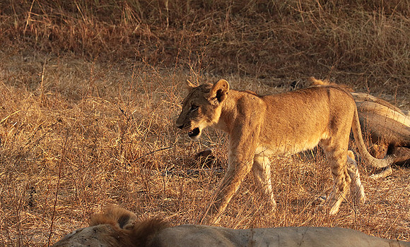Selous