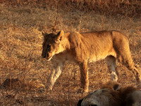 Selous