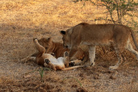 Selous
