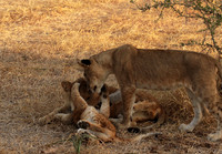 Selous