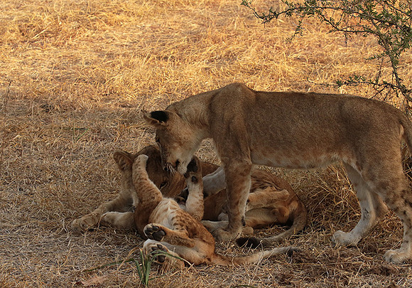 Selous