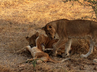 Selous