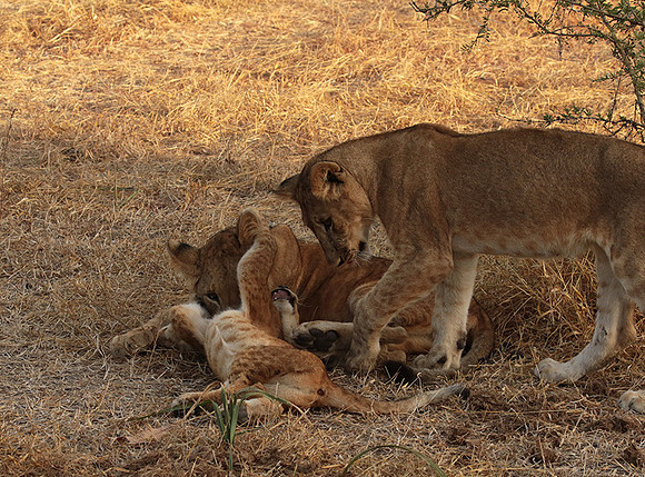 Selous