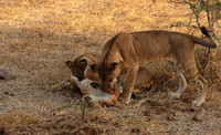 Selous