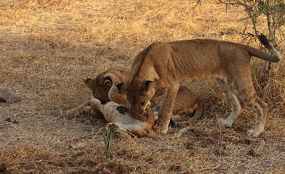 Selous