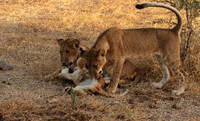 Selous