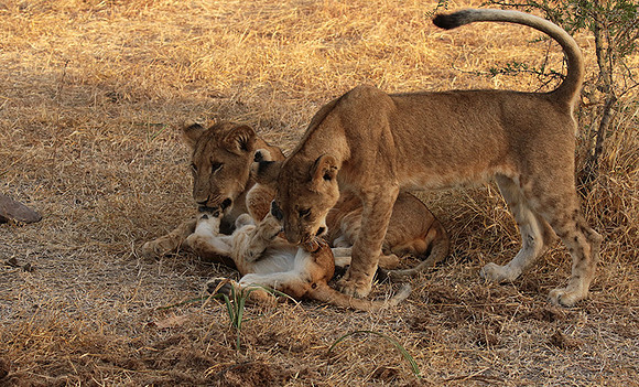Selous