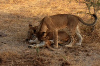 Selous