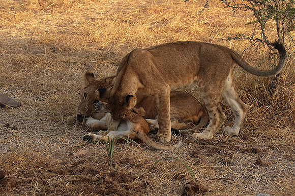 Selous