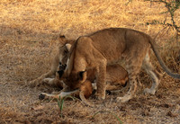 Selous
