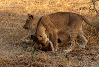 Selous