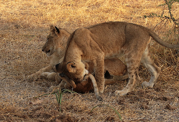 Selous