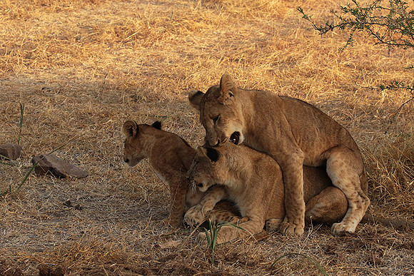 Selous