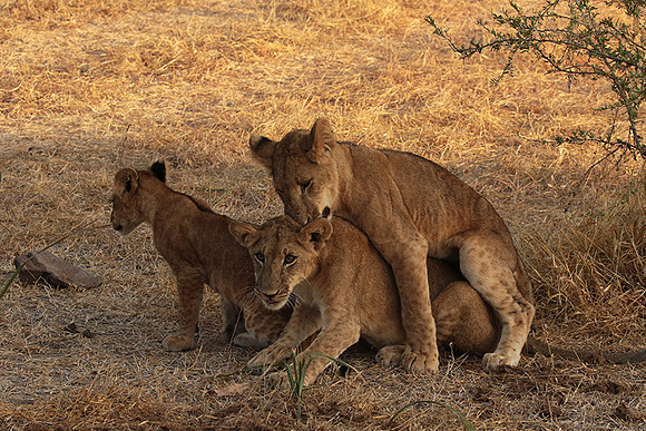 Selous