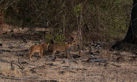 Selous