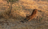 Selous