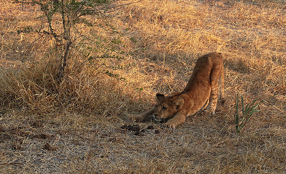 Selous