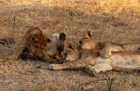 Selous