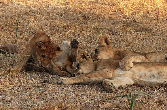 Selous