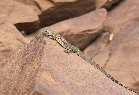 Monitor lizard - Selous