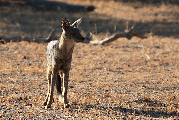 Side-striped jackal - Selous