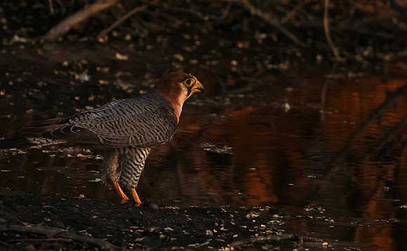 Red-necked falcon - Tau Pan