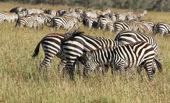 Serengeti - Grumeti Private Reserve