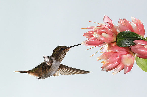 Volcano humming bird