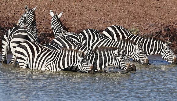 Serengeti - Grumeti Private Reserve