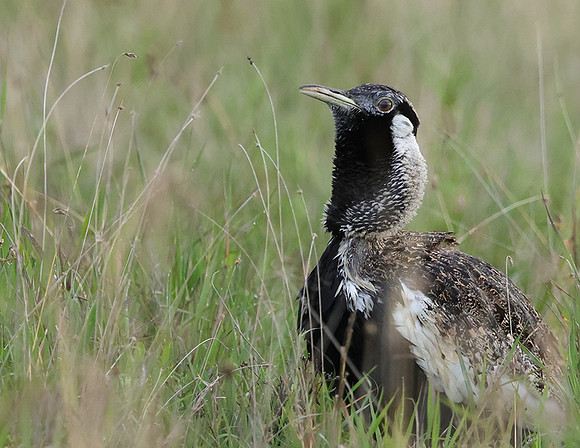 Black-bellied bustard - Borana