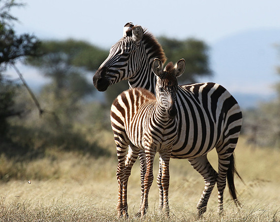 Serengeti - Grumeti Private Reserve