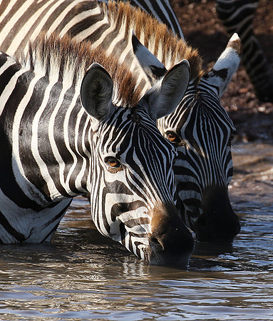 Serengeti - Grumeti Private Reserve
