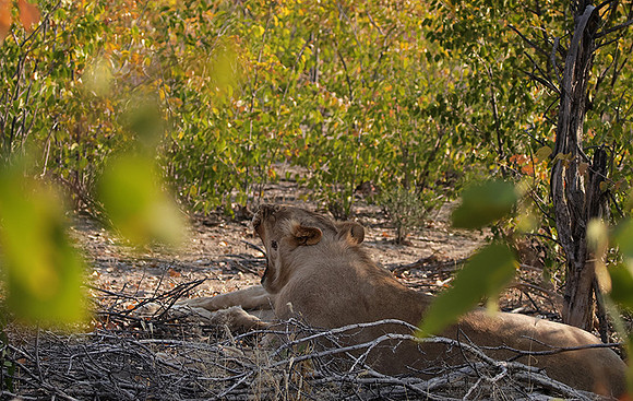 Ongava Private Reserve