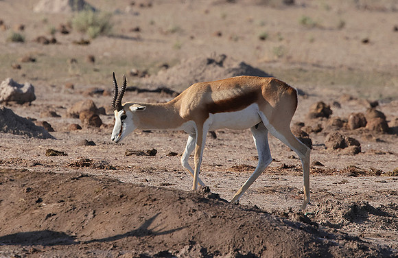 Nxai Pan