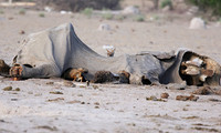 Black-backed jackal - Nxai Pan