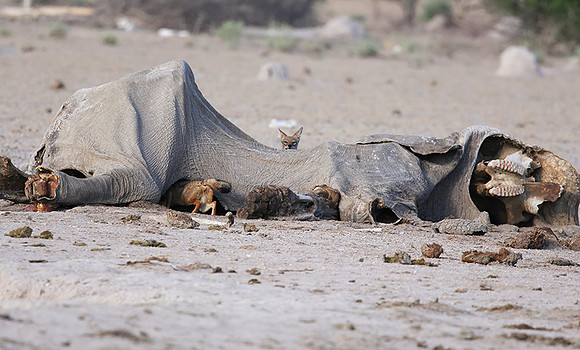 Black-backed jackal - Nxai Pan