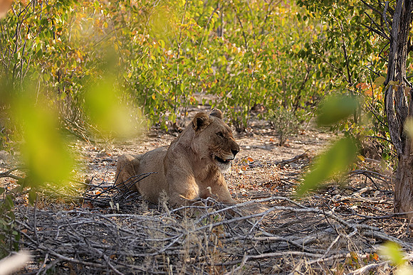 Ongava Private Reserve