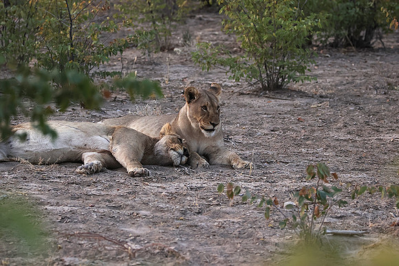 Ongava Private Reserve