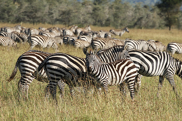 Serengeti - Grumeti Private Reserve