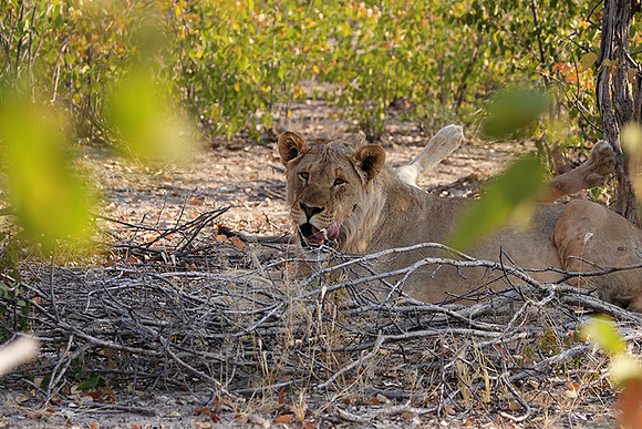 Ongava Private Reserve