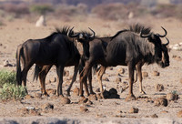 Nxai Pan