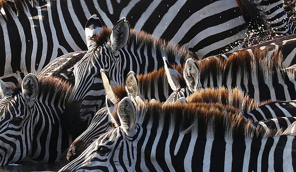 Serengeti - Grumeti Private Reserve