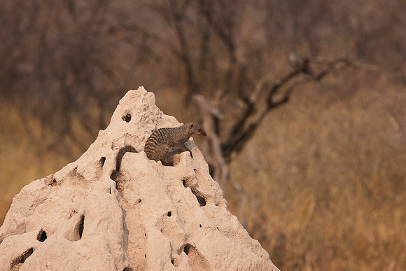 Banded mongoose - Onguma Private Reserve