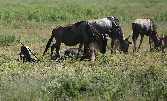 Serengeti