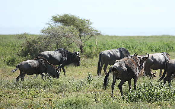 Serengeti