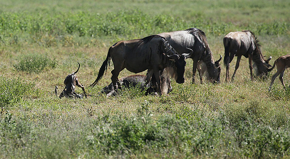 Serengeti