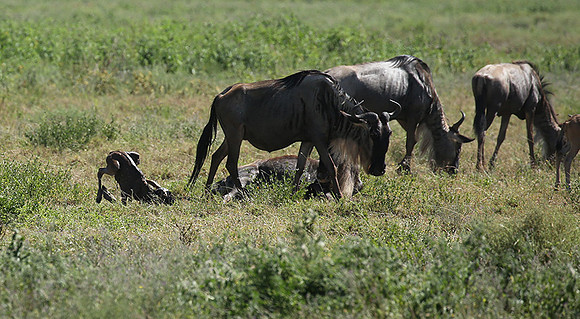 Serengeti
